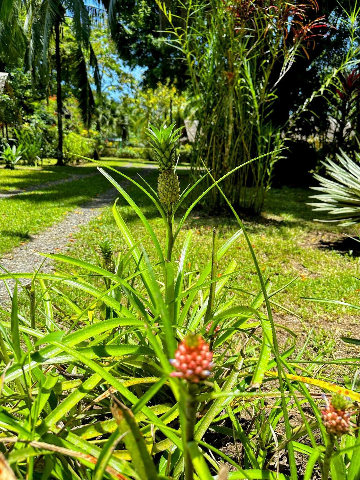 Alby Lodge Cahuita